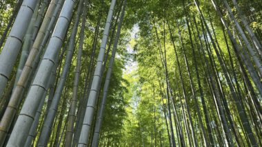 Arashiyama Bambuswald