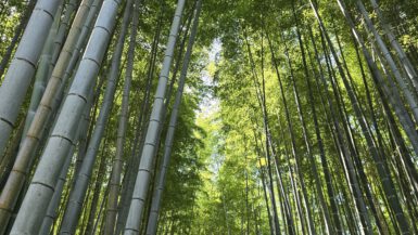 Arashiyama Bambuswald